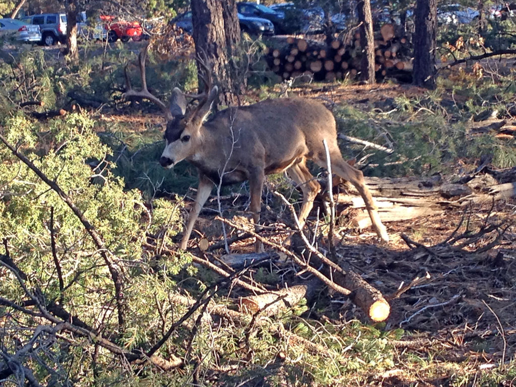 Deer at the Yavapai Lodge
