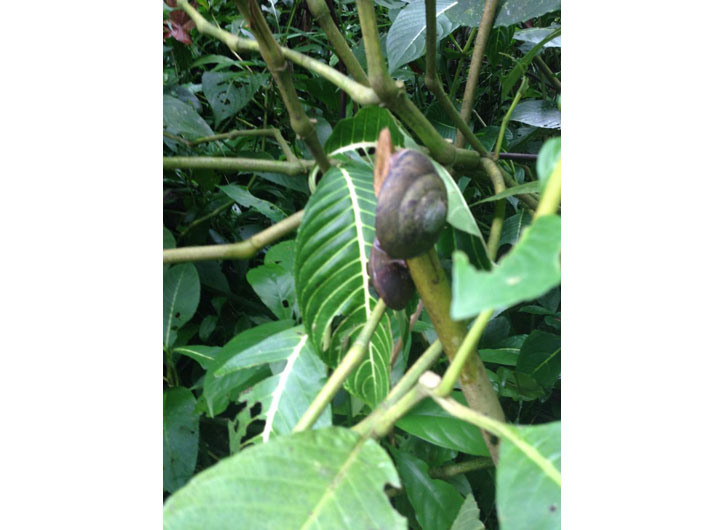 El Yunque Giant Snails
